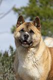 AKITA AMERICAIN 393